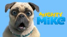 A close-up of a beige pug with a surprised look on his face, in front of a bright blue background,